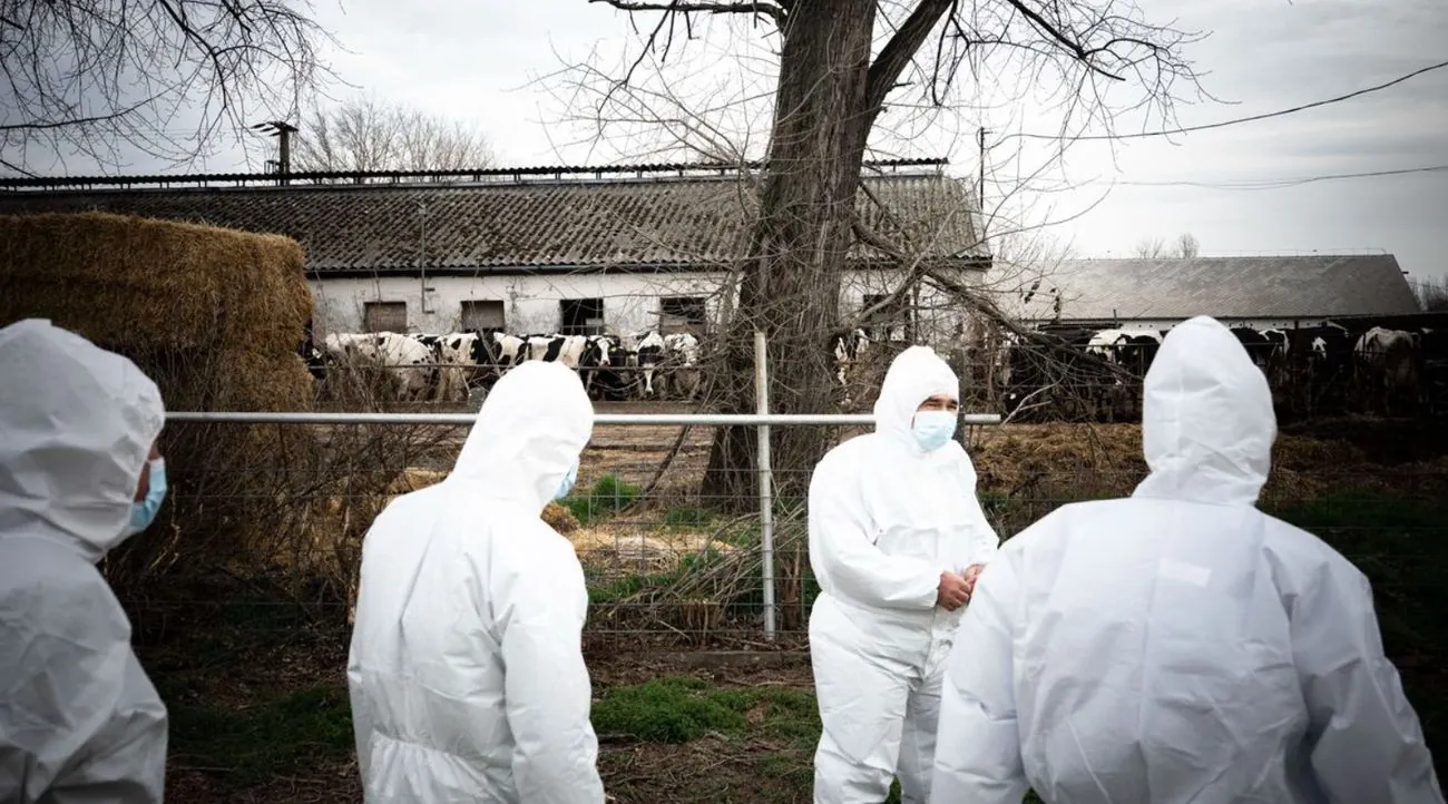 Foot-and-mouth disease outbreak in Hungary: veterinary service starts investigation Foot-and-mouth disease outbreak in Hungary: veterinary service starts investigation